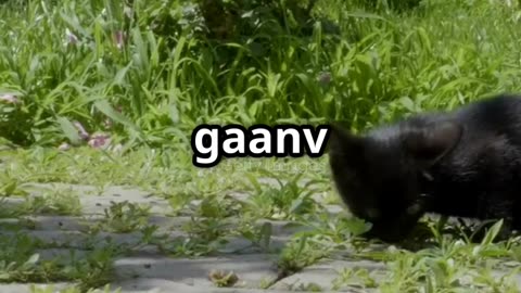 Hilarious Cat vs Dog Showdown in the Village! 🐱🐶#viralvideo #shorts #viralshort