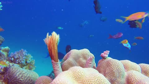 Underwater Wonder