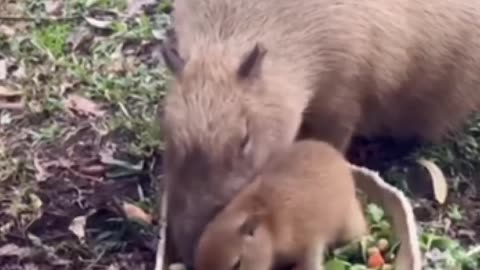 The most respected animal in the wild #capybara