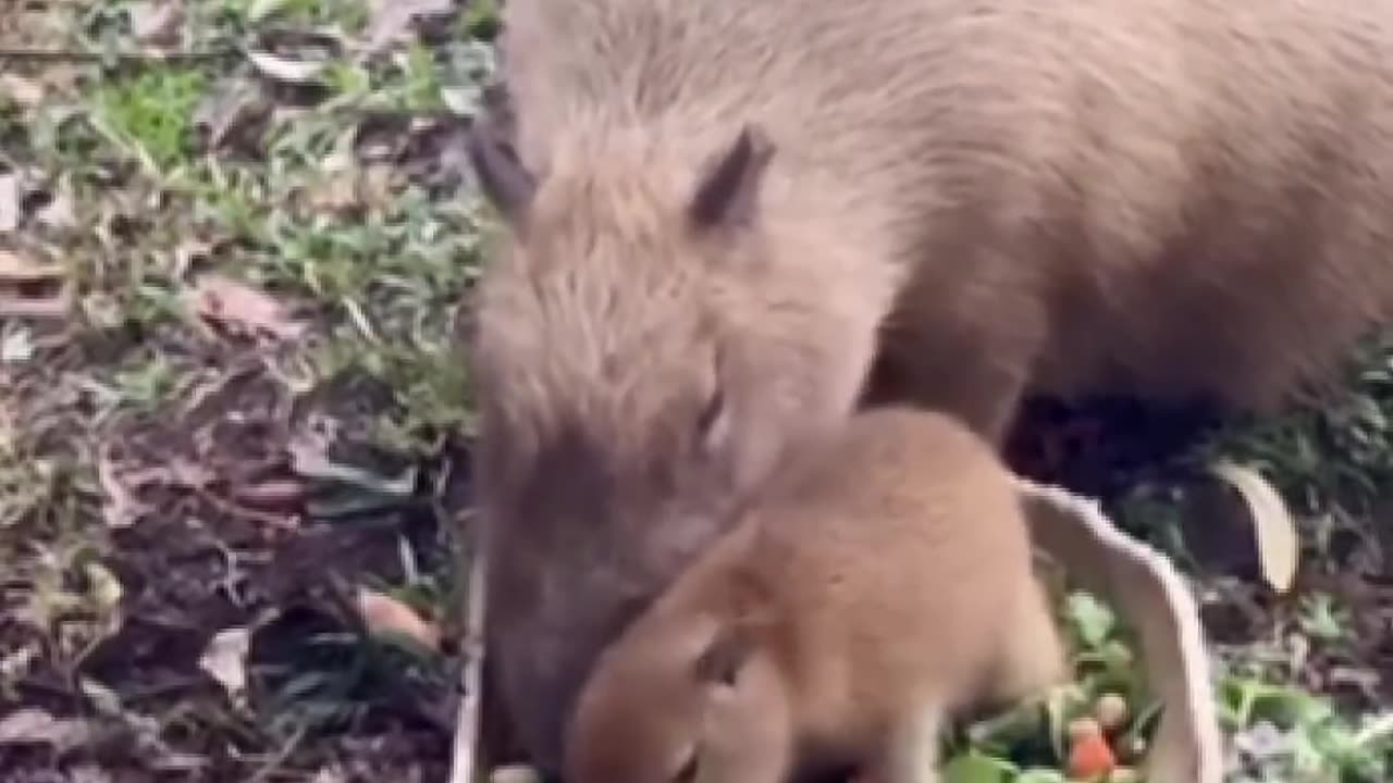 The most respected animal in the wild #capybara