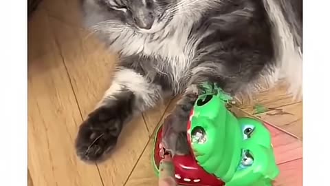 Smart Cats Part 2 – Watch These Clever Felines! Subscribe & Like for More Cat Shorts 🥰