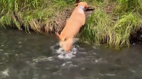 🤣 He's a Master of This! | FunFM