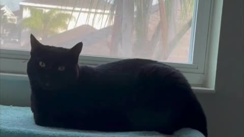 Cute Precious Piper is Comfortable in Her Spa - Adopting a Cat from a Shelter Vlog #shorts