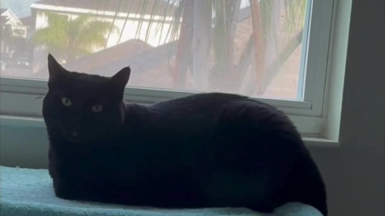 Cute Precious Piper is Comfortable in Her Spa - Adopting a Cat from a Shelter Vlog #shorts