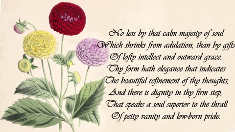 Dahlia - The Language of Flowers