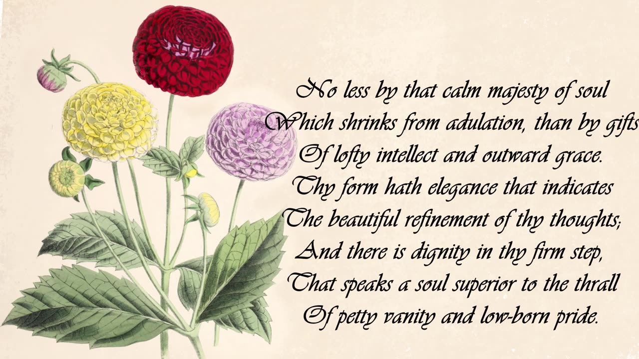 Dahlia - The Language of Flowers