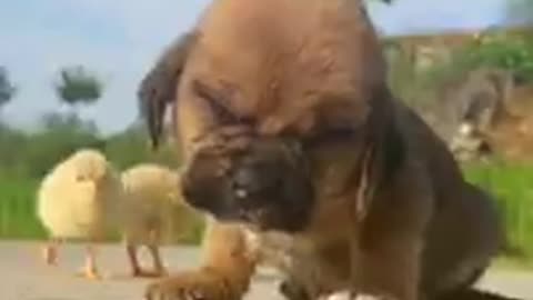 Cuteness Overload: The Puppy and The Chick!