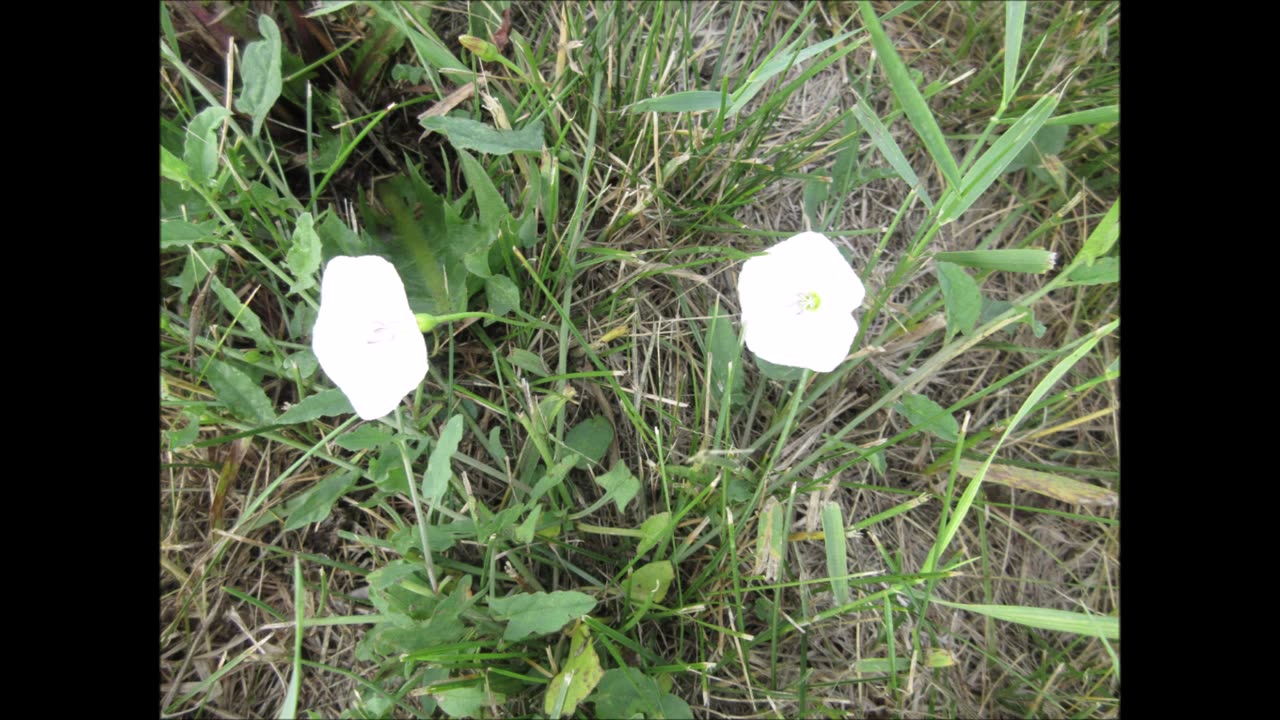 Fresh Start Morning Glory June 2023