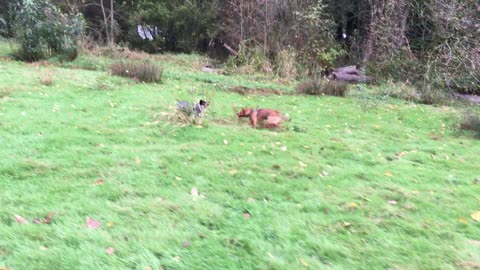 Waynes park patrol 2390840298