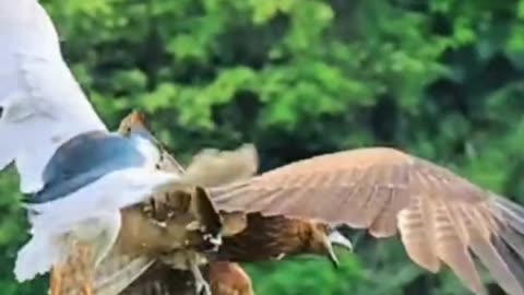 Wings of Rivalry: When Eagles and Egrets Clash Over a Single Catch #shorts