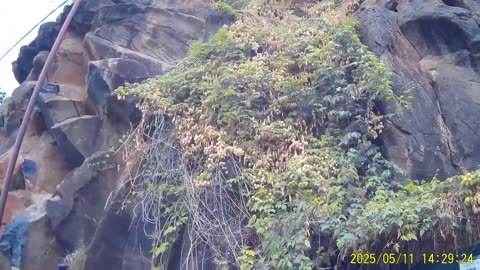 250511A__Madeira_NS-404._Time_consuming_works_in_and_out_of_garden.(1080p)