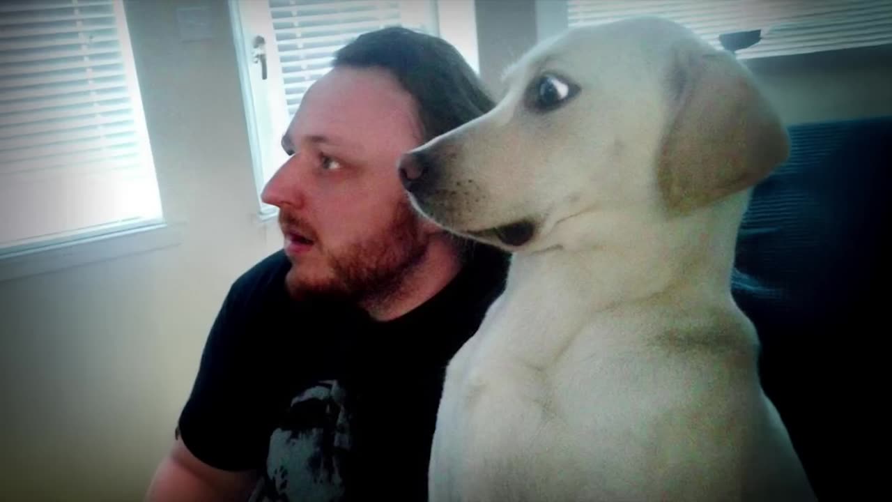 When Your Dog Is a Reflection of You 😆