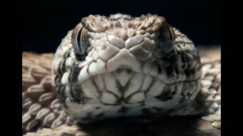 Lord Winter - Snake Eyes