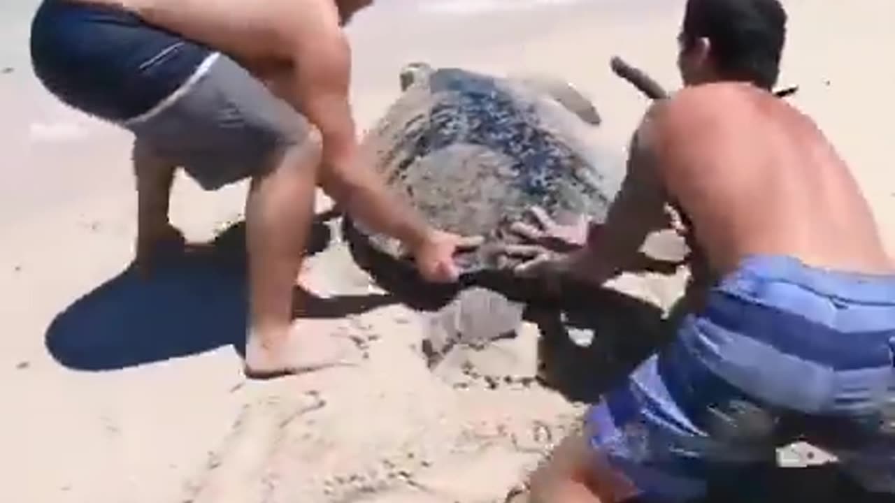 A turtle that was stuck gets help from humans