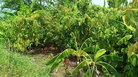 Cacao plantation Mae-On: 2025-05-10 14