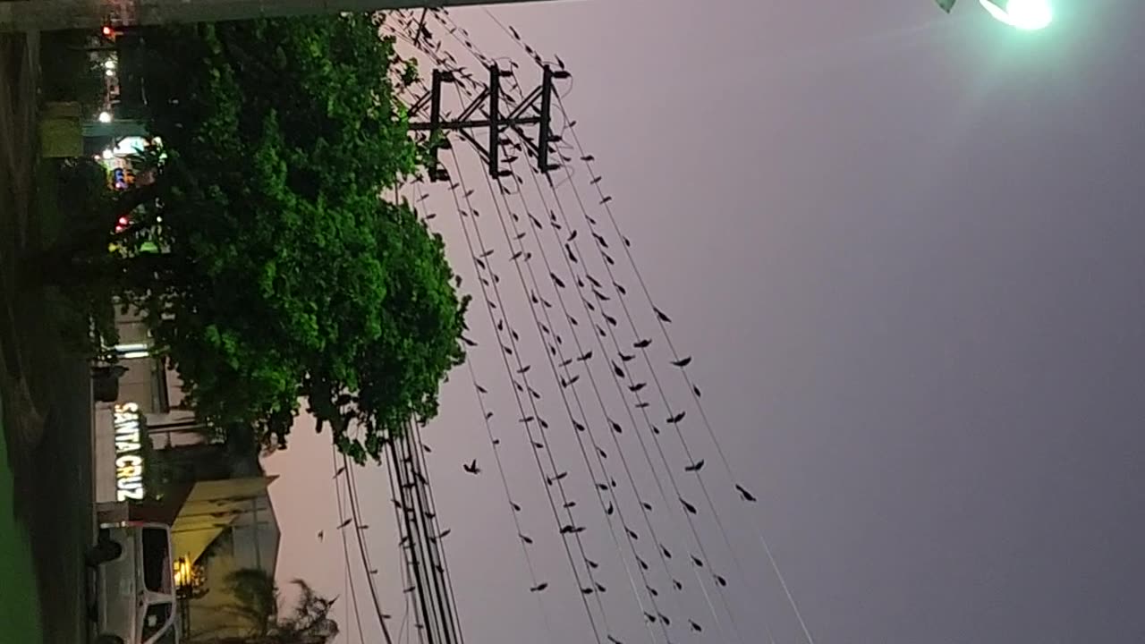 1/21/25. WOW the birds