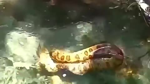 🤯✨ You Won't Believe How This Anaconda Catches a Toucan! | FeedMyCuriosity