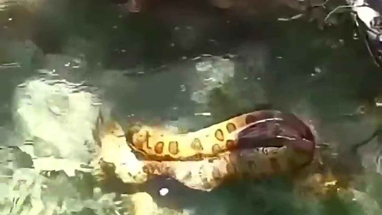 🤯✨ You Won't Believe How This Anaconda Catches a Toucan! | FeedMyCuriosity