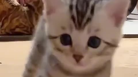 Happy Cat...☠️ #happycat #funnycat