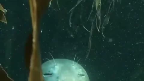 Seals sleeping underwater