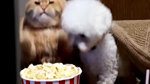 Bichon: bro he’s back! Cat: ABORT MISSION!!