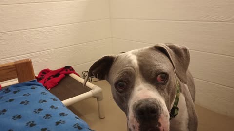 Sheldon 9y A859258 currently being fostered he's kinda busy but lovely guy at TRN20250615_678