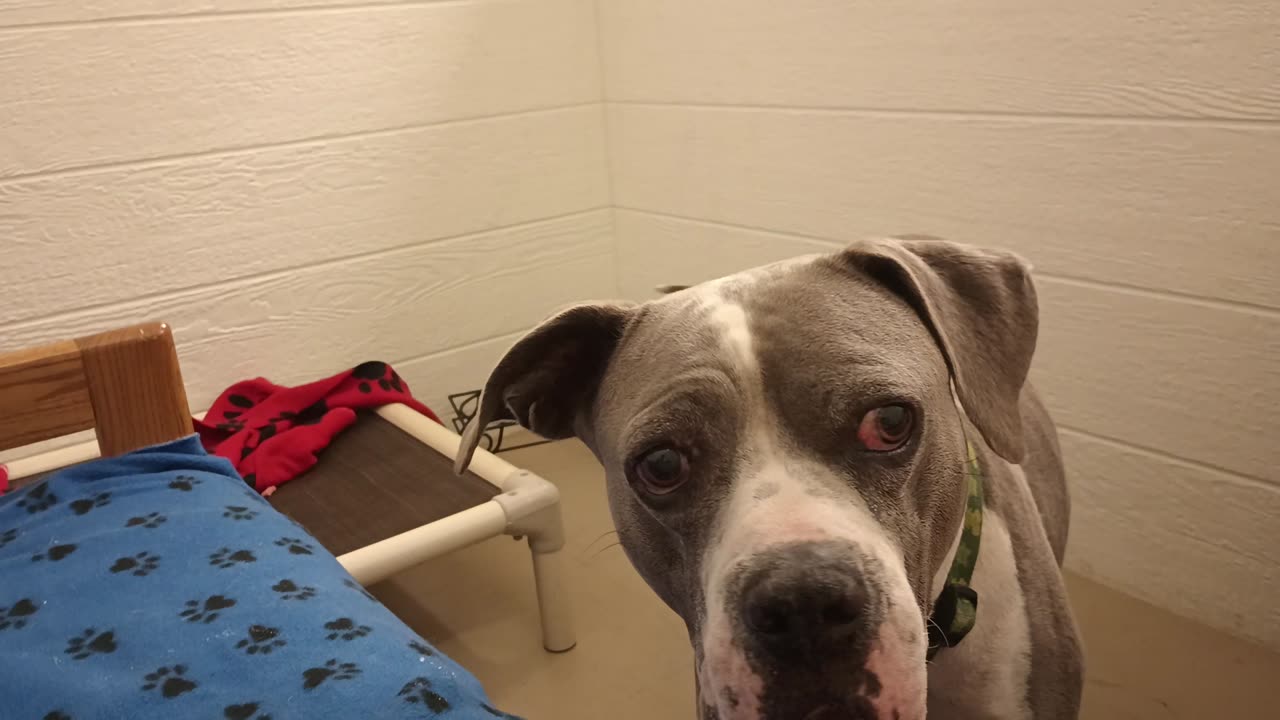 Sheldon 9y A859258 currently being fostered he's kinda busy but lovely guy at TRN20250615_678