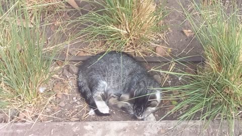 cute wild cat