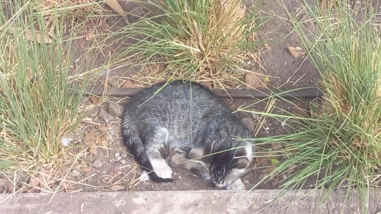 cute wild cat