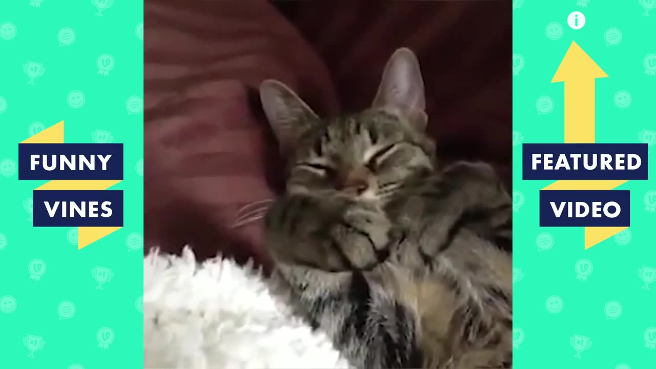 TRY NOT TO LAUGH _ Funny Animals Videos