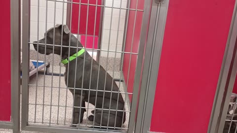 Felix-black 3y A838420 CJ 9mos A868322 kennel 49 pod 2 PACC shelter mostly just lounging_20250611_629