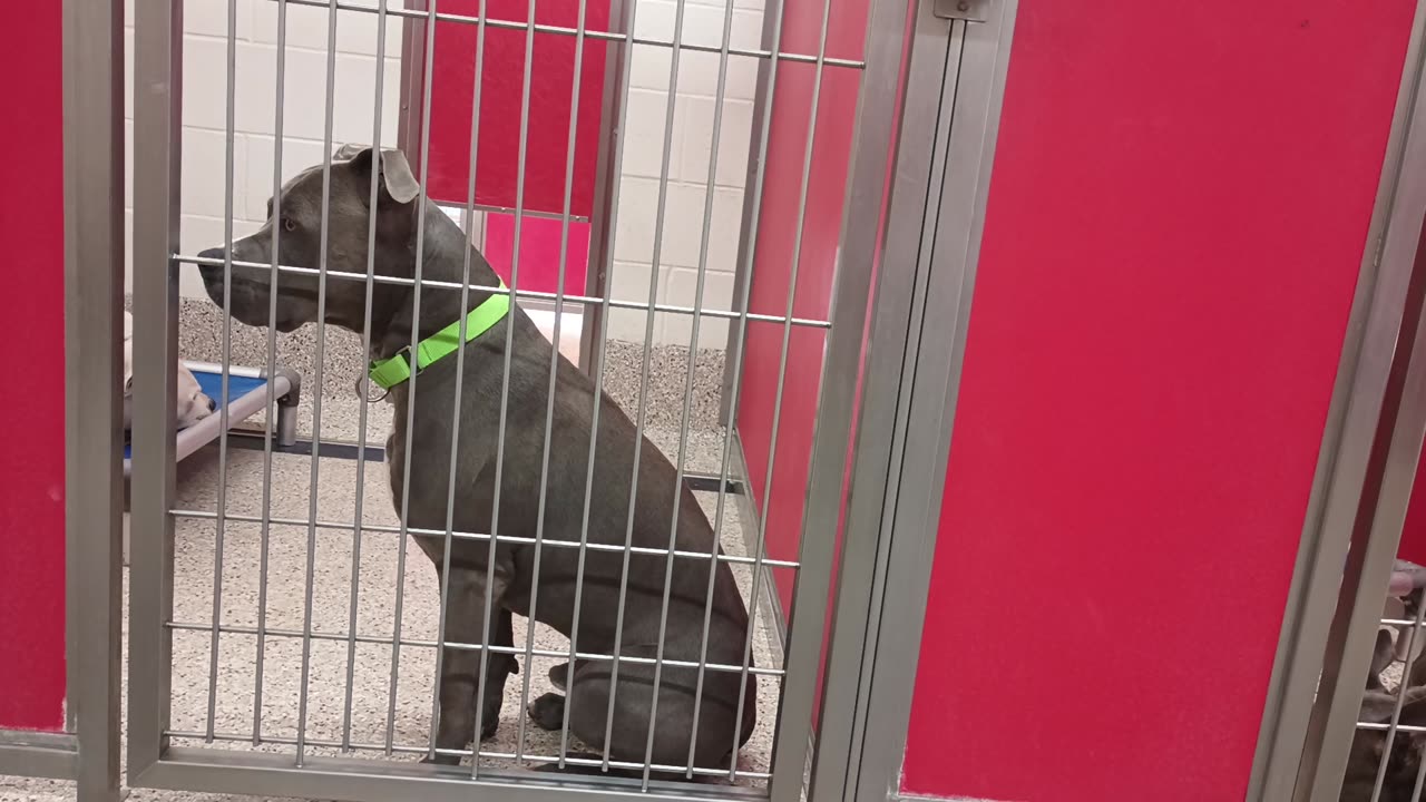 Felix-black 3y A838420 CJ 9mos A868322 kennel 49 pod 2 PACC shelter mostly just lounging_20250611_629