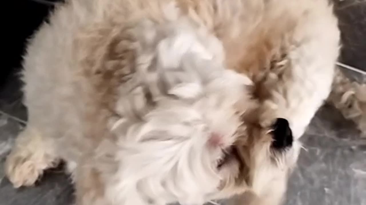 Little dog