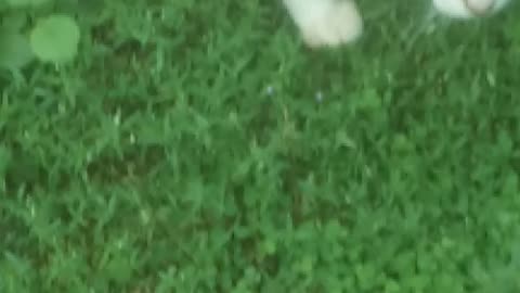 Real cat fun