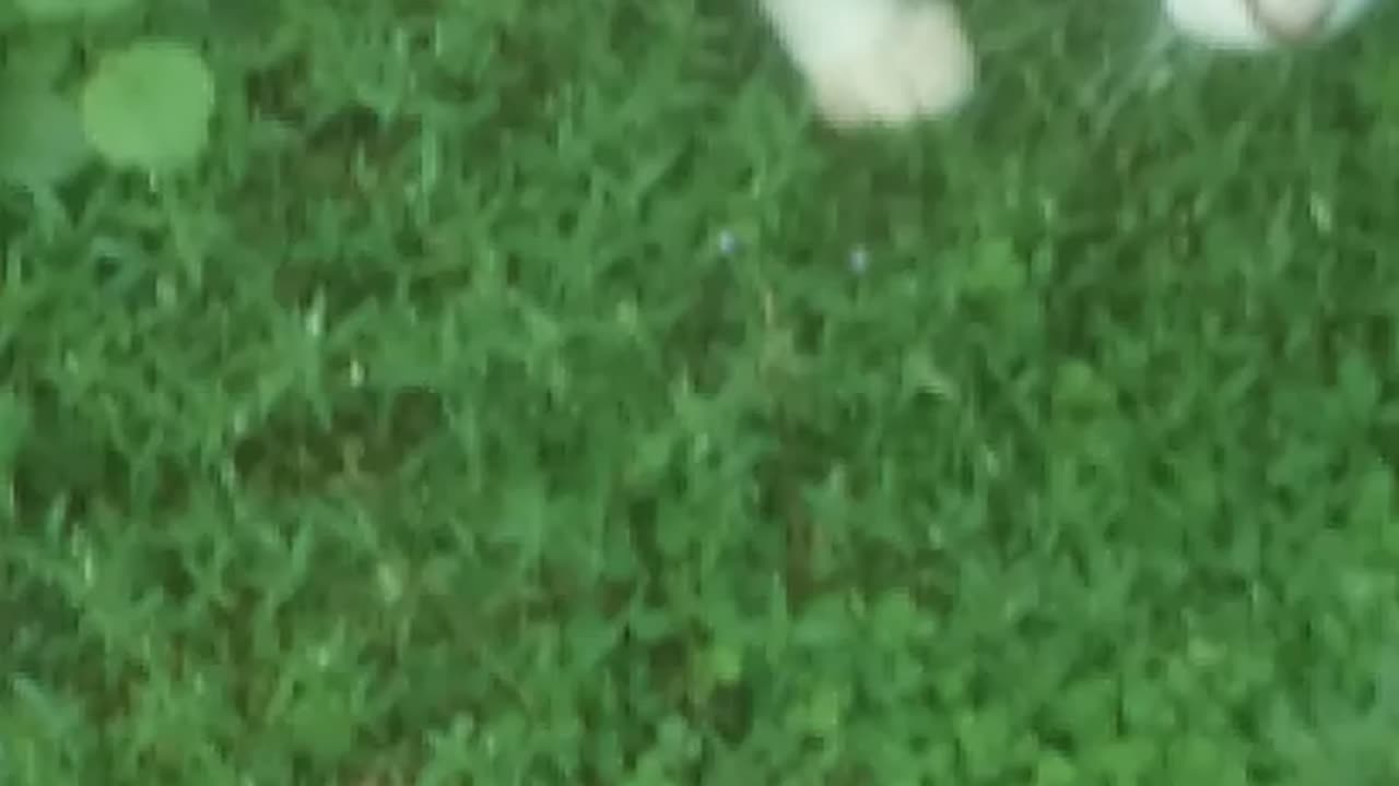 Real cat fun