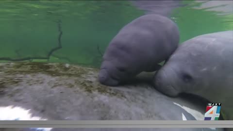 Manatees on the Move: Reminders for boaters to protect wildlife