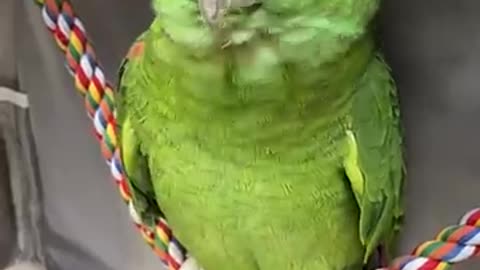 cute parrot