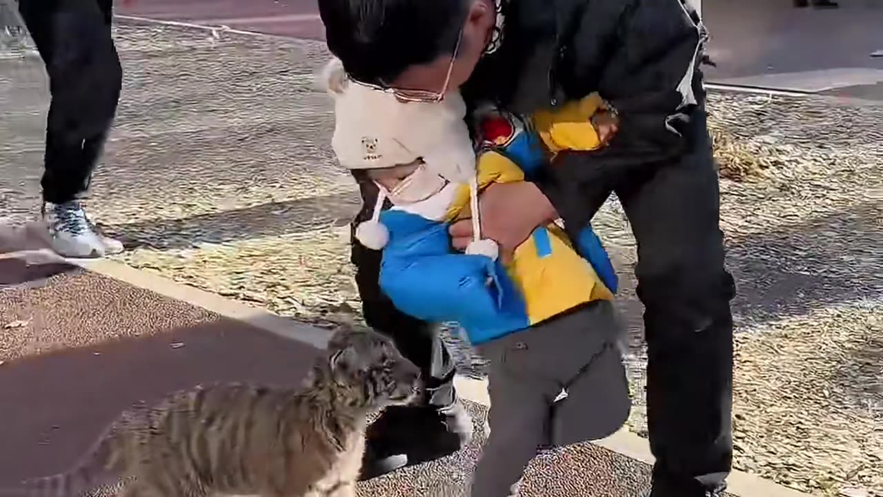 Cute tiger baby