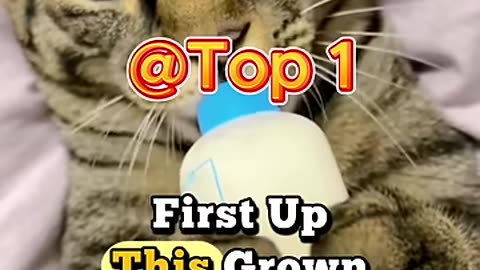 Random Funny Cats on the Internet 🍼😻 _cat _funny _petshorts