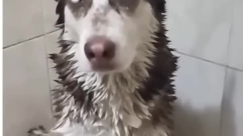 Funny dog videos #funny #funnydogs #comdey