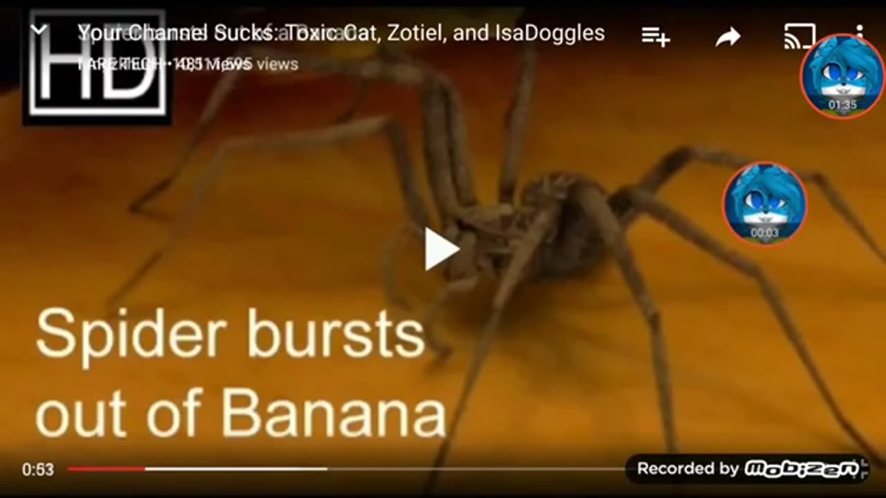 Toxic Cat Gets mad