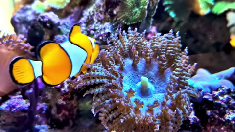 Deep House Jazz Lounge Mix