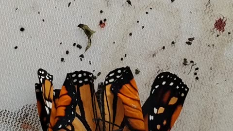 Poisons kill pollinators 😭🦋