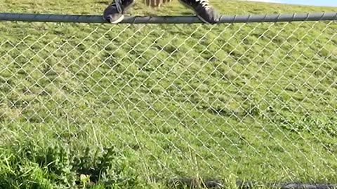 How Animals Get Over a Fence (With Emojis) 😂