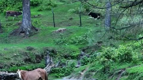 Beautiful 🥰 scene with beautiful music