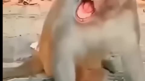 Funny kids video