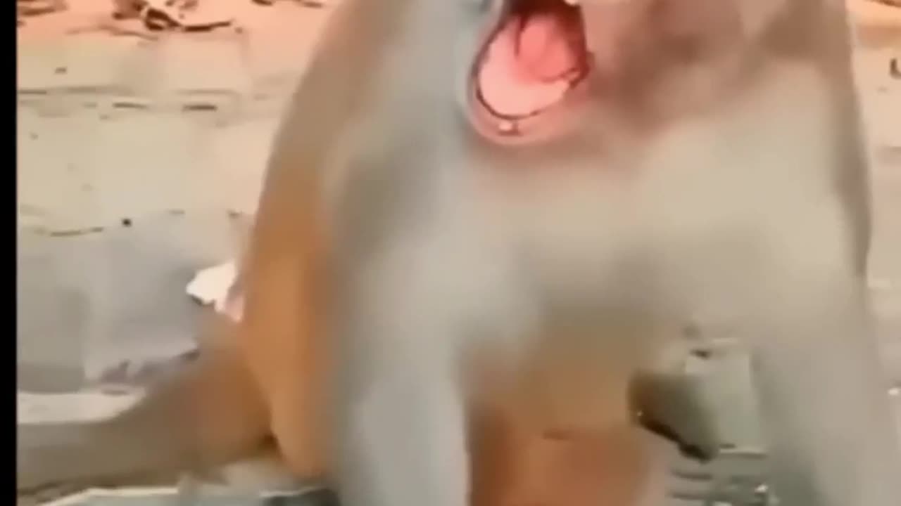 Funny kids video