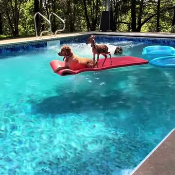 Animals can be awesome!