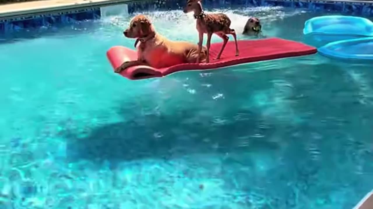 Animals can be awesome!