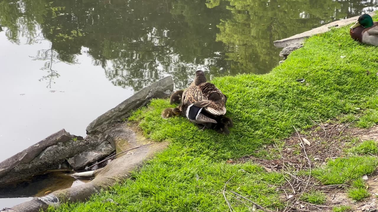 Sheltering under mothers loving wings for protection